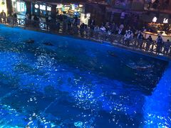 -海合安青岛极地海洋公园