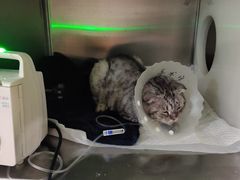 -纳吉亚猫专科动物医院·北北分院