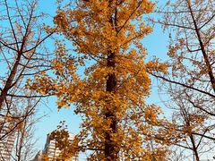 -重庆中央公园(渝北区)