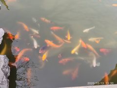 -檀园
