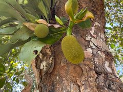 -中国科学院西双版纳热带植物园
