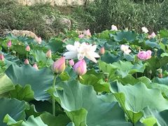 -大塘金香草谷