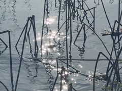 -湖畔居茶楼(湖滨店)