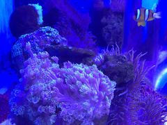 -芜湖新华联大白鲸海洋公园