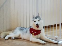 -Husky Go! 哈士奇体验馆·宠物咖啡厅狗咖