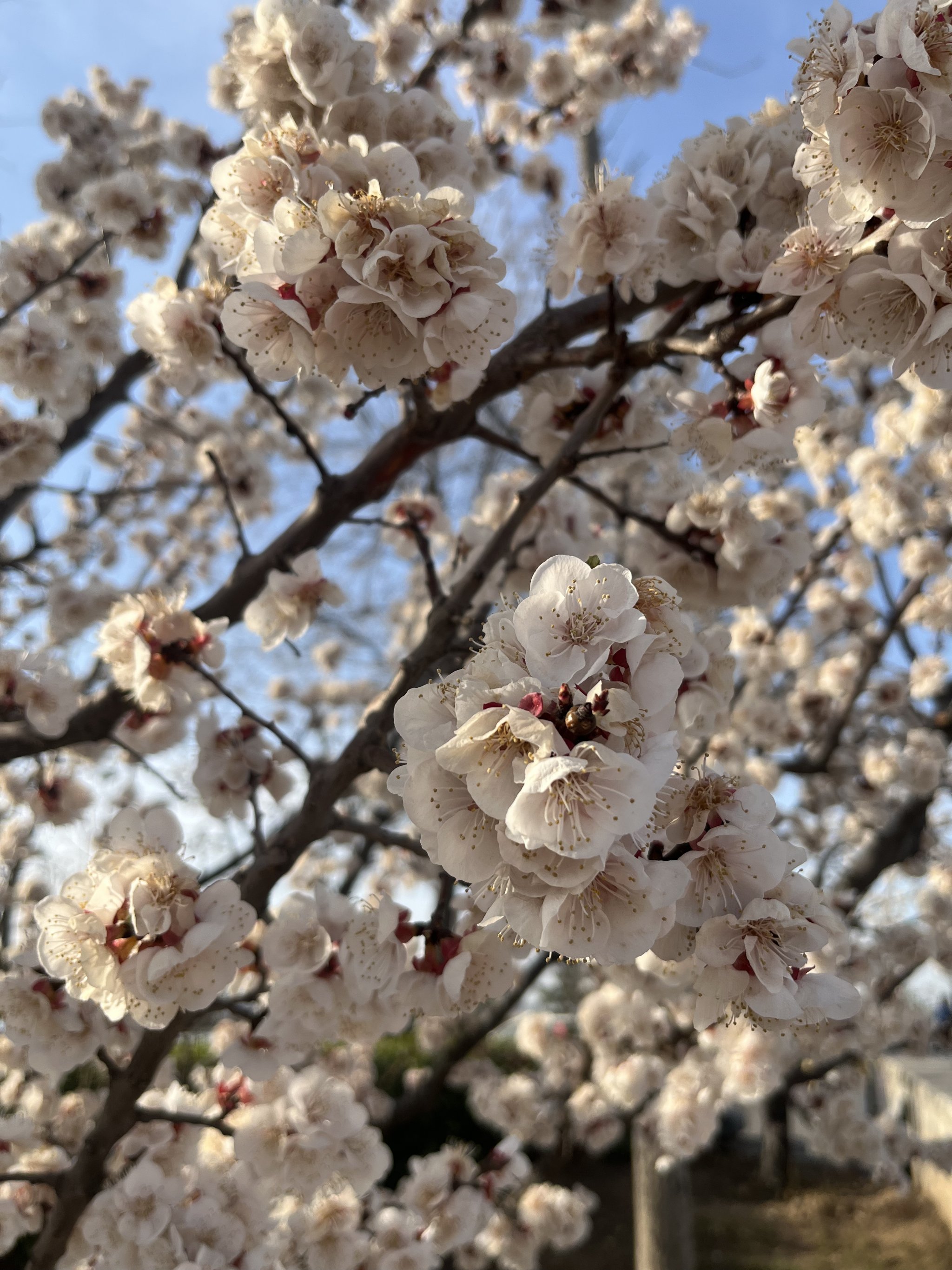 春日杏花盛开的美景