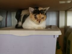 -Cappucimeow猫咪咖啡馆(韦伯时代店)