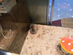 -龟与熊猫宠物公园(南坪店)