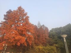 -东湖磨山景区