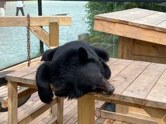 -黑瞎子岛探秘野熊园