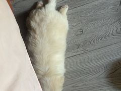 -艾贝尔宠物医院·狂犬免疫点(江山金象城店)