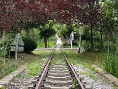 -合肥滨湖国家森林公园