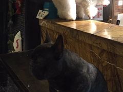 -more than meow吴止猫主题餐厅(承德 中船汇店)