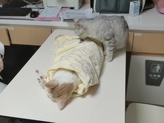 -谐和贝康宠物医院24小时·宠保定点(急重症转诊中心)