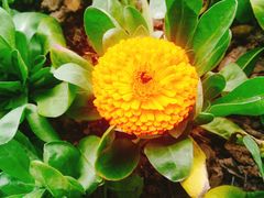 -重庆市江北嘴中央商务区中央公园