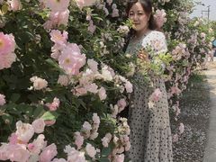 -大塘金香草谷