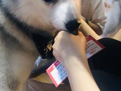 -Husky Go! 哈士奇体验馆·宠物咖啡厅狗咖