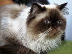 -猫咪咖啡·猫咖(万达广场店)