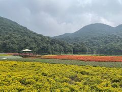 -广州市石门国家森林公园