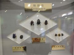 -上海昆虫博物馆