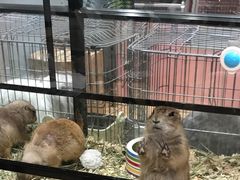 -藦茜花园宠物主题亲子互动体验馆(国顺东路店)