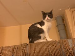 -猫友咖啡店(玉林西路店)