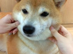 -是阿柴呀！柴犬咖啡·爱喵喵猫咖