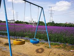 -紫颐香薰山谷景区