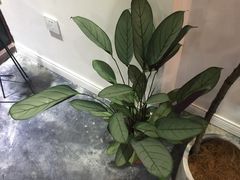 -植物学家的女儿(北马道巷店)