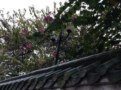 -中山大学学者灵芝(园南路店)