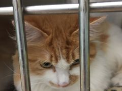 -瑞派·关忠动物医院·猫专科·犬专科(三环新城店)