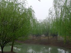 -天王浮山樱花园