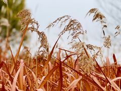-野鸭湖国家湿地公园