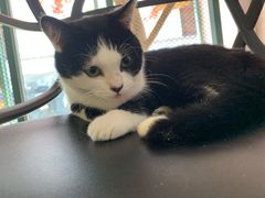 -喵屿·大理花园猫咖