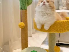-喵zoo家庭繁育猫舍(尖东智能花园店)