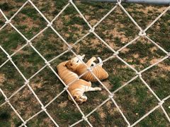 -西霞口神雕山野生动物世界