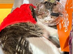 -MARSMART PETS火星宠物超市(1733店)