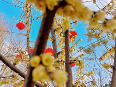 -三圣花乡旅游区