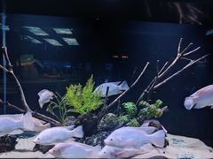 -重庆欢乐海底世界