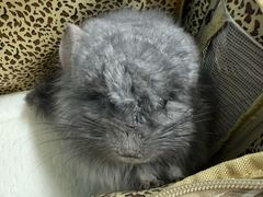 -瑞派·关忠动物医院·异宠专科·犬猫肿瘤·皮肤专科(望京店)