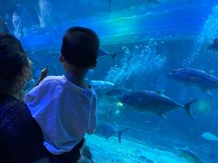 -华夏文旅海洋公园