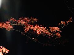 -醍醐寺