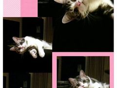 android_upload_pic-Bastet sally猫舍购宠(静安店)