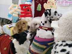 -汪说·狗咖·拼豆·宠物周边DIY(旺城大厦店)