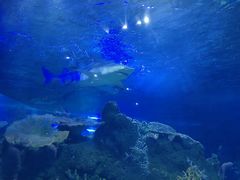 -江和美海洋公园