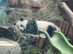 -石家庄市动物园