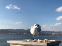 -海埂大坝