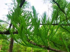 -蜀冈西峰生态公园