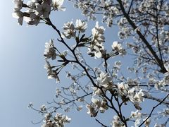 -上海滨江森林公园