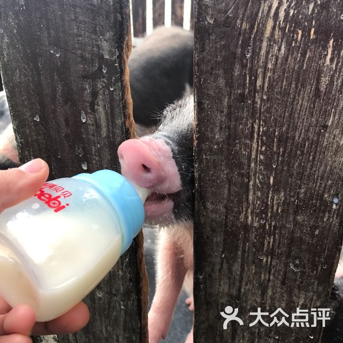 朝阳公园亲子动物园图片-北京亲子乐园-大众点评网